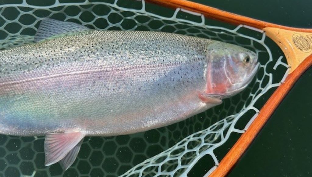 Kamloops Fly Shop Fishing Reports - July 15 2024